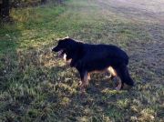 Spaziergaenge werden kuerzer